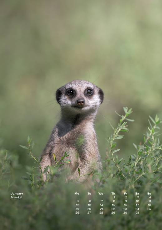 'Animal Calendar 2026 (A3)' by Pascal Maranus