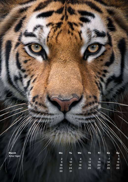 'Animal Calendar 2026 (A3)' by Pascal Maranus