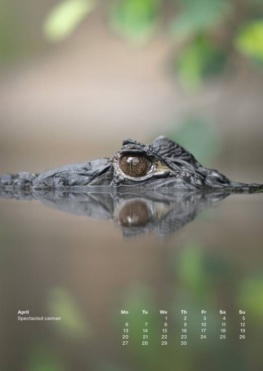 'Animal Calendar 2026 (A3)' by Pascal Maranus