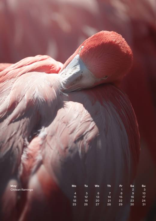 'Animal Calendar 2026 (A3)' by Pascal Maranus