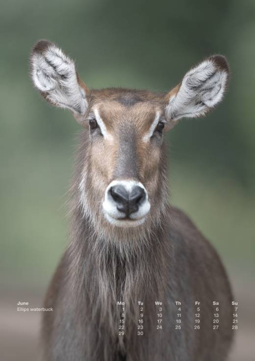 'Animal Calendar 2026 (A3)' by Pascal Maranus