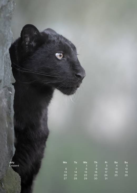 'Animal Calendar 2026 (A3)' by Pascal Maranus