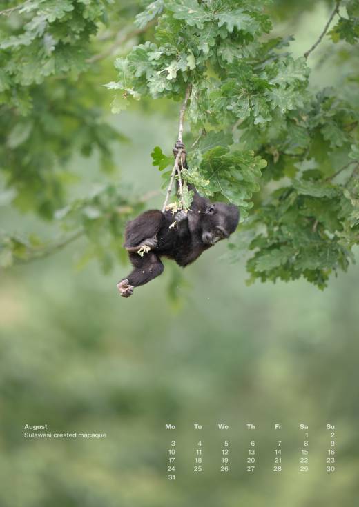 'Animal Calendar 2026 (A3)' by Pascal Maranus