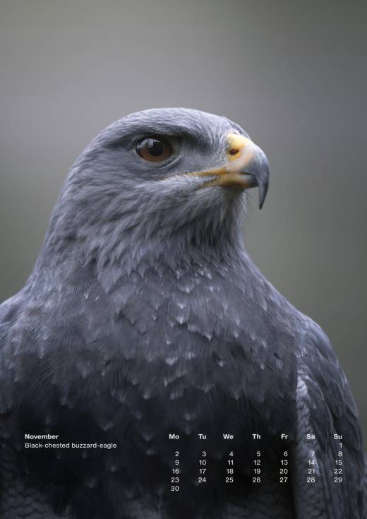 'Animal Calendar 2026 (A3)' by Pascal Maranus