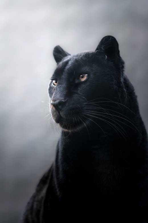 'Golden Eyes' by Pascal Maranus