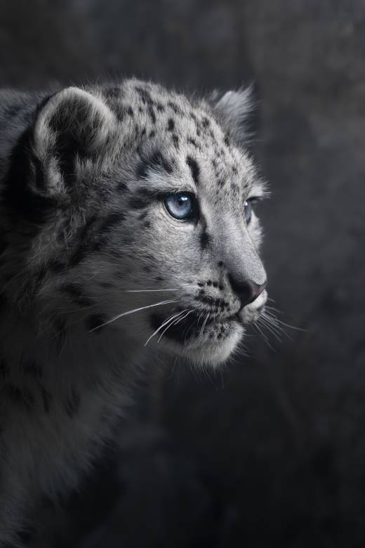 'Snow Leopard Cub' by Pascal Maranus