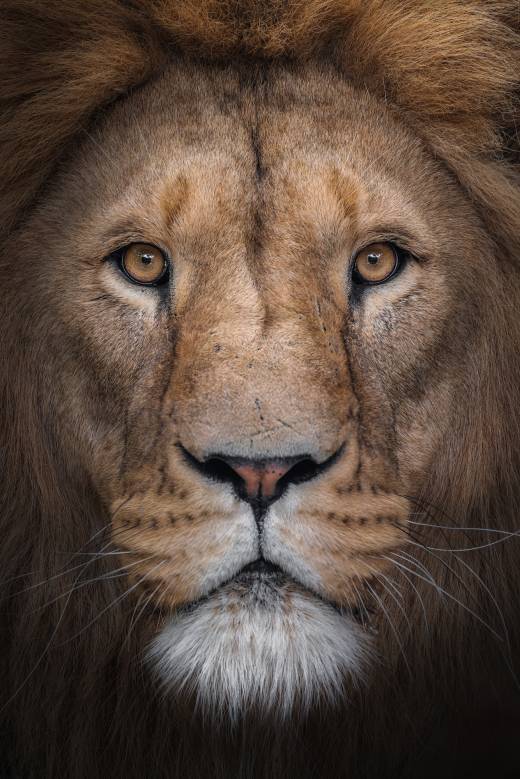 'Dem Eyes' by Pascal Maranus
