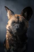 Painted Wolf print from Pascal Maranus