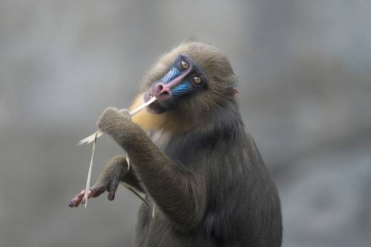 'Munching Mandrill' by Pascal Maranus