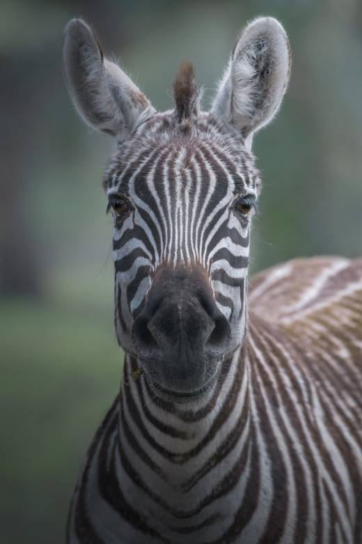'Curious Zebra' by Pascal Maranus