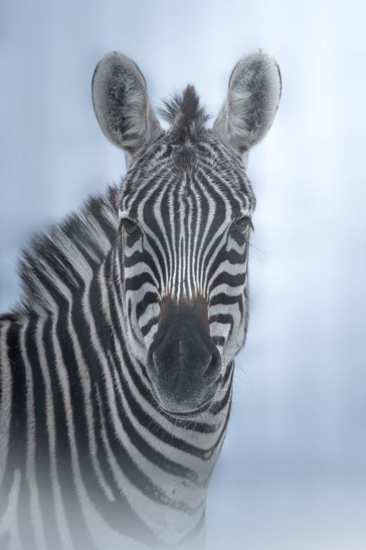 'Zebra in the Snow' by Pascal Maranus