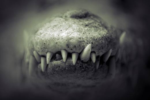 'Nile Crocodile Smile' by Pascal Maranus
