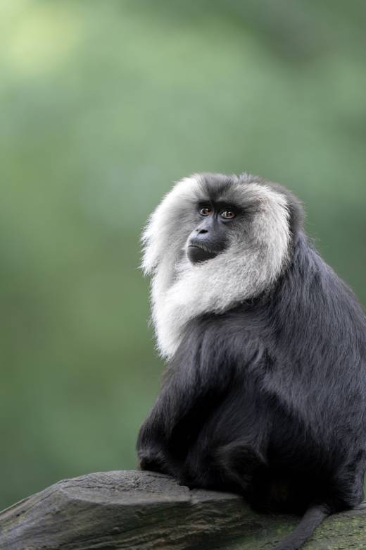 'Lion-tailed Macaque' by Pascal Maranus