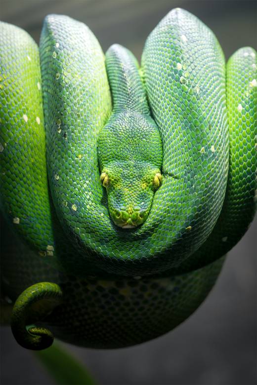 'Coiled Up II' by Pascal Maranus
