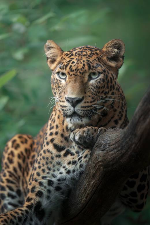 'Sri Lankan Tree Time' by Pascal Maranus