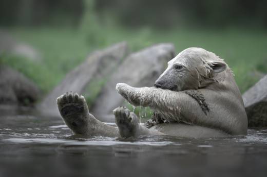 'Polar Bear Exercise' by Pascal Maranus