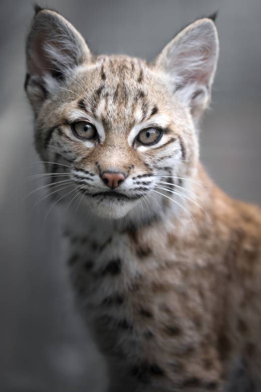 'Lady Bobcat' by Pascal Maranus