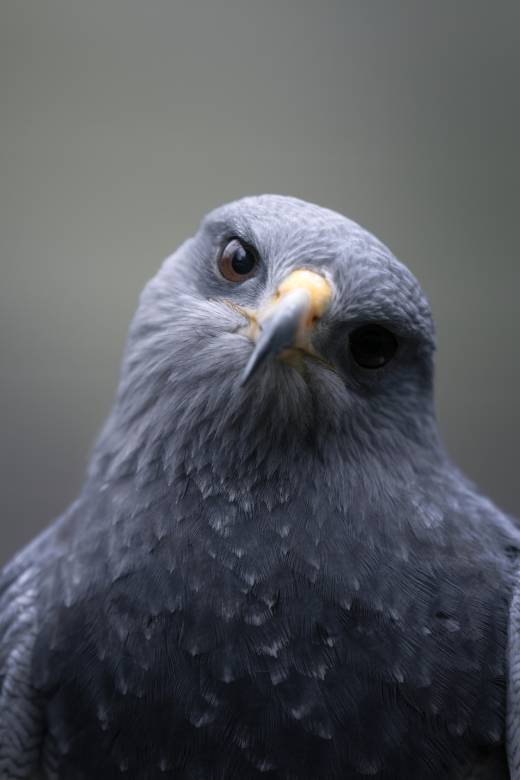 'Black-chested Buzzard-eagle I' by Pascal Maranus