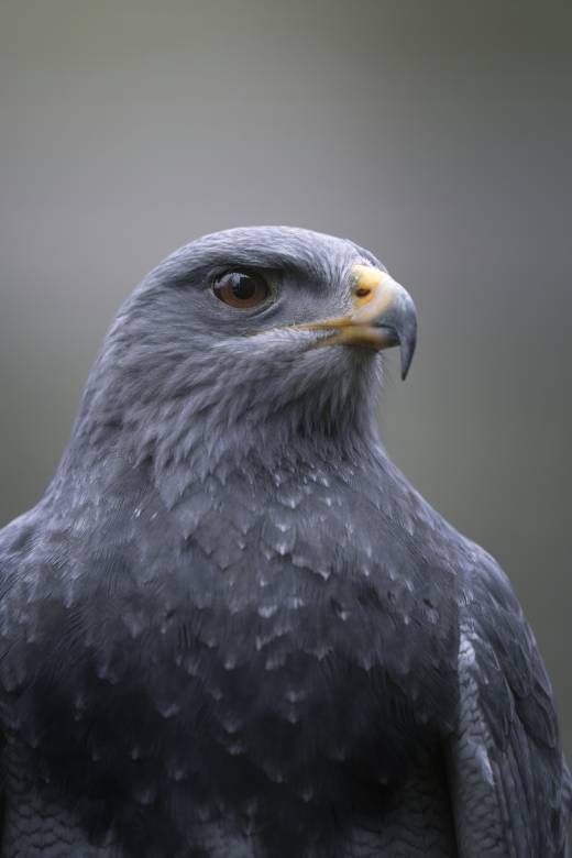 'Black-chested Buzzard-eagle II' by Pascal Maranus