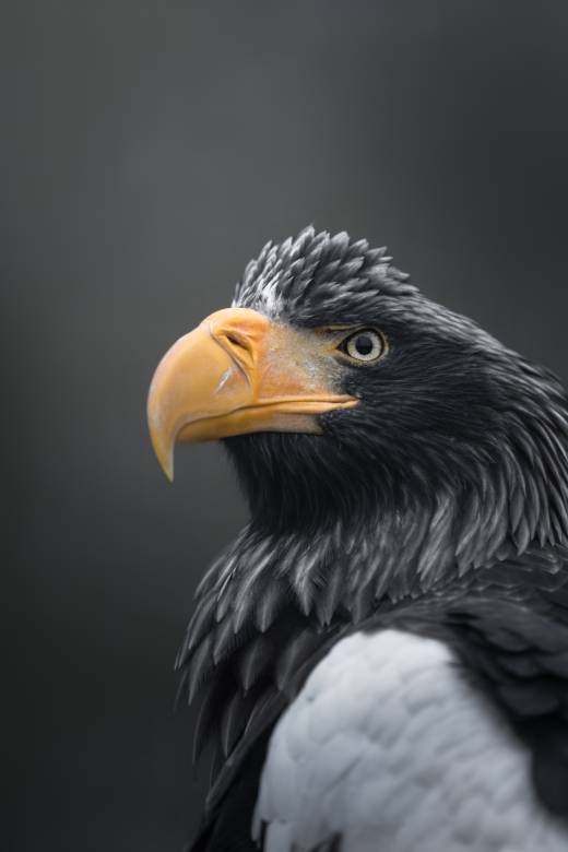 'Steller's Sea Eagle' by Pascal Maranus