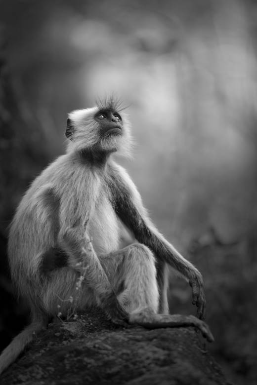 'Contemplation' by Pascal Maranus