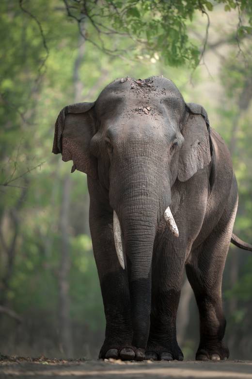 'Jungle Giant' by Pascal Maranus