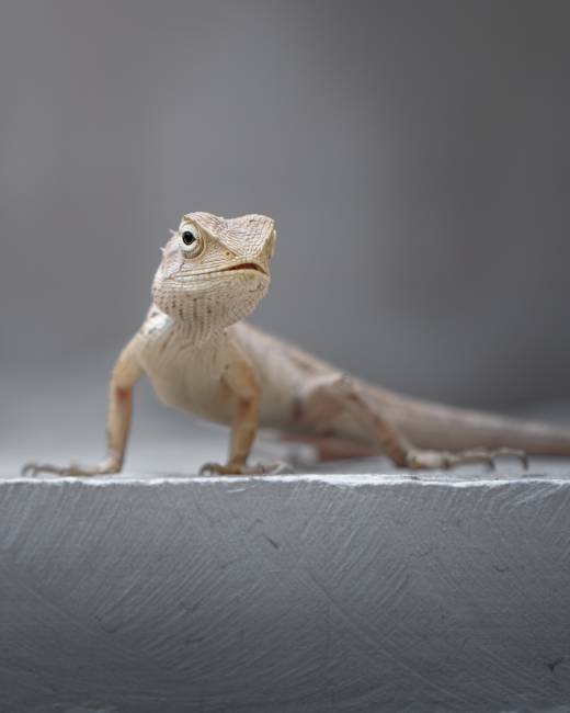 'Oriental Garden Lizard' by Pascal Maranus