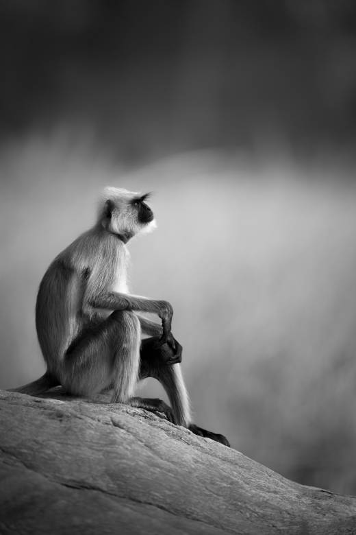 'Looking Forward - B&W' by Pascal Maranus