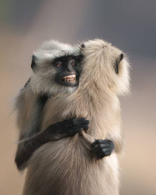 'Hanuman Hug' by Pascal Maranus