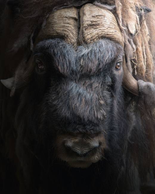 'Musk Ox' by Pascal Maranus