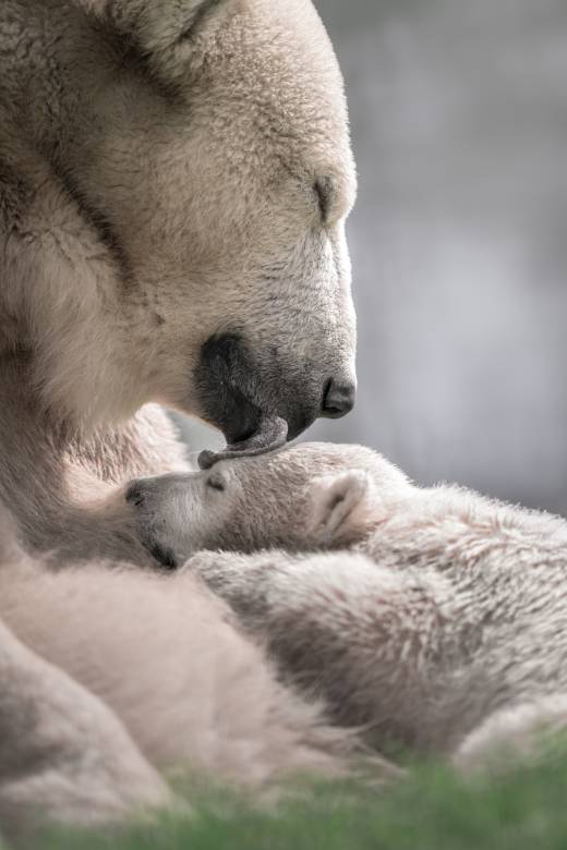 'A Mother's Love' by Pascal Maranus