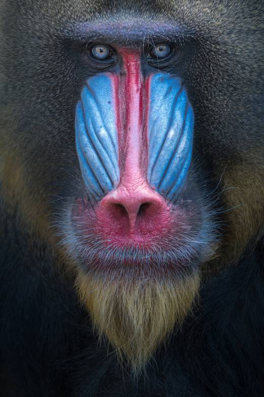 'Mandrill' by Pascal Maranus