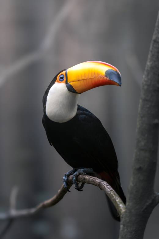 'Toco Toucan' by Pascal Maranus