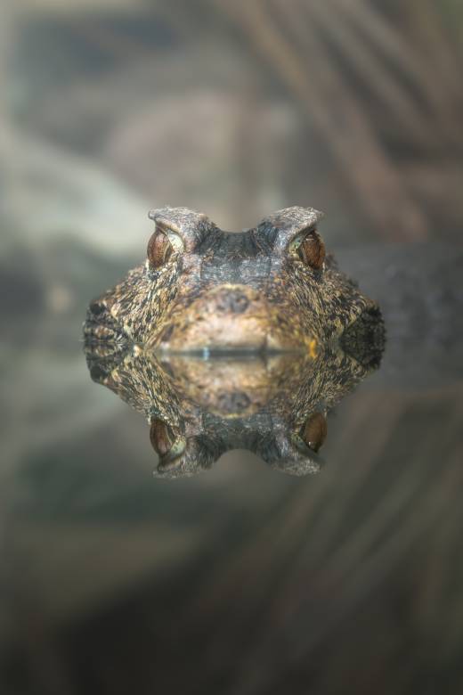 'Caiman's Reflection' by Pascal Maranus