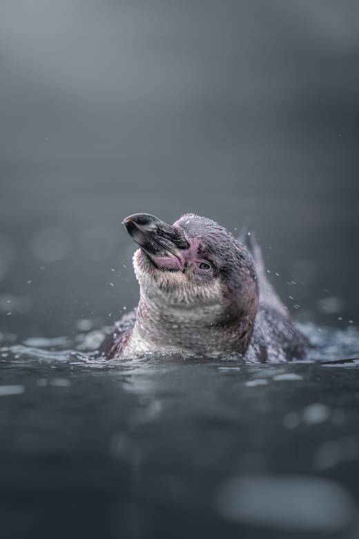 'Cool Penguin' by Pascal Maranus