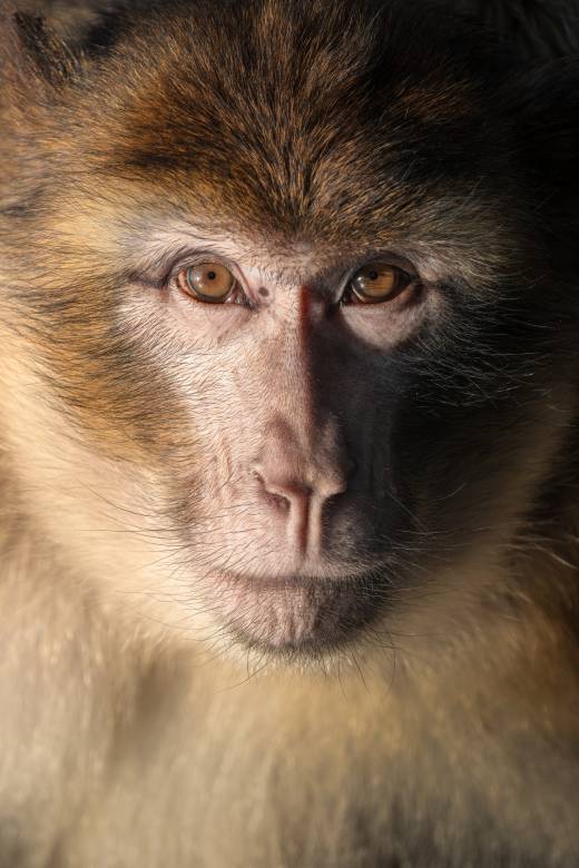 'Barbary Macaque' by Pascal Maranus