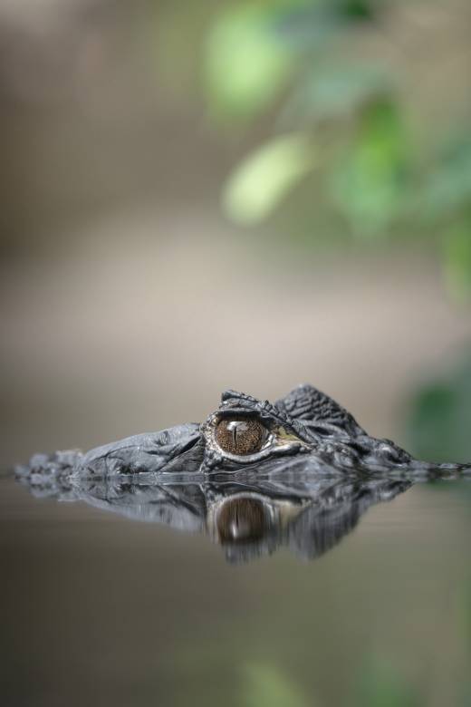 'Spectacled Caiman' by Pascal Maranus