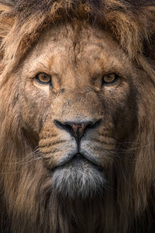 'Royalty' by Pascal Maranus
