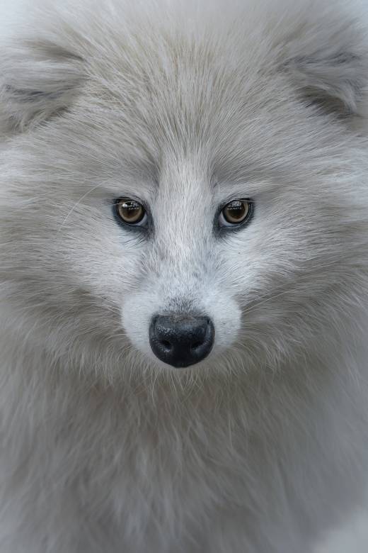 'White Raccoon Dog' by Pascal Maranus