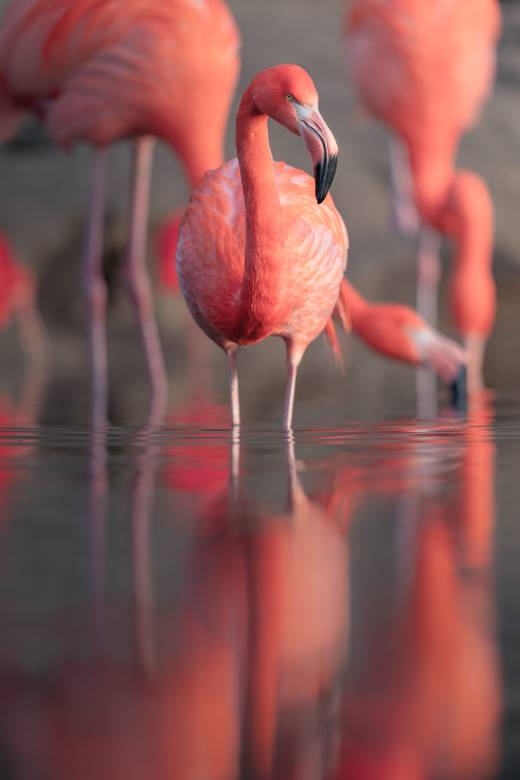 'Flamingo Reflection' by Pascal Maranus