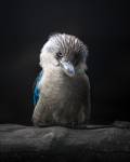 Kookaburra print from Pascal Maranus