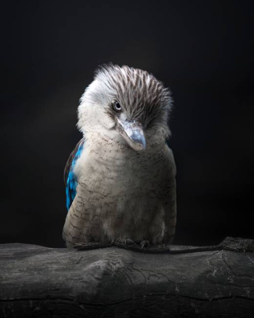 'Kookaburra' by Pascal Maranus