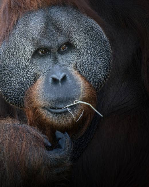 'Orangutan' by Pascal Maranus