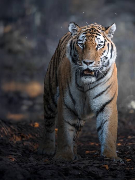 'Post-Apocalyptic Tiger' by Pascal Maranus