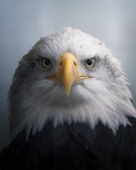 'Eagle Eyes' by Pascal Maranus