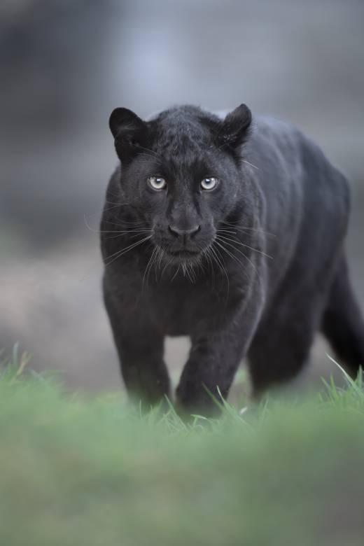 'Black Panther Staredown' by Pascal Maranus