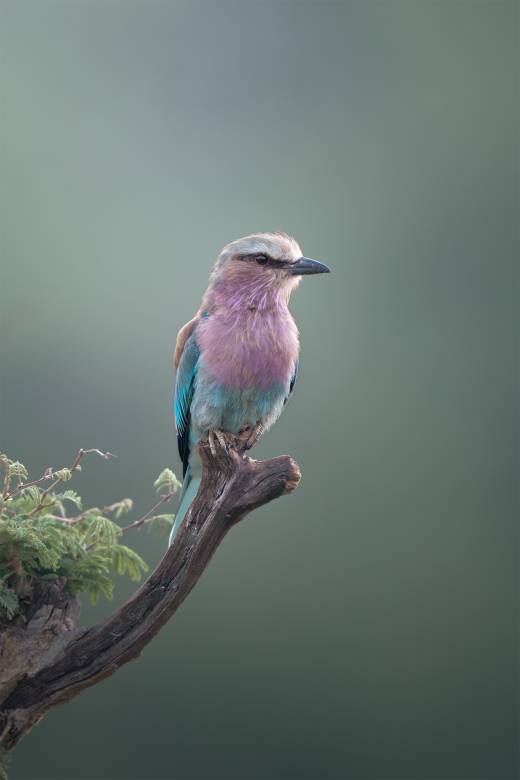 'Lilac-breaster Roller' by Pascal Maranus