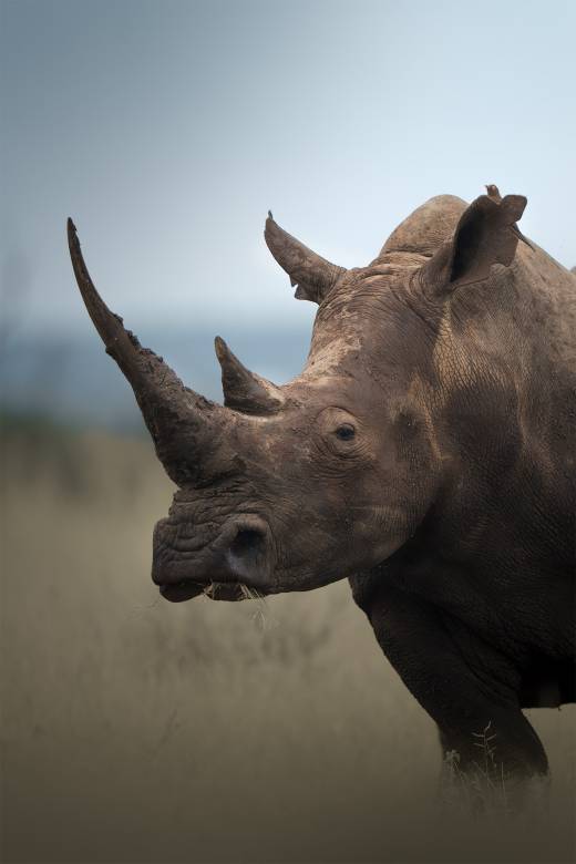 'Gentle Tank' by Pascal Maranus