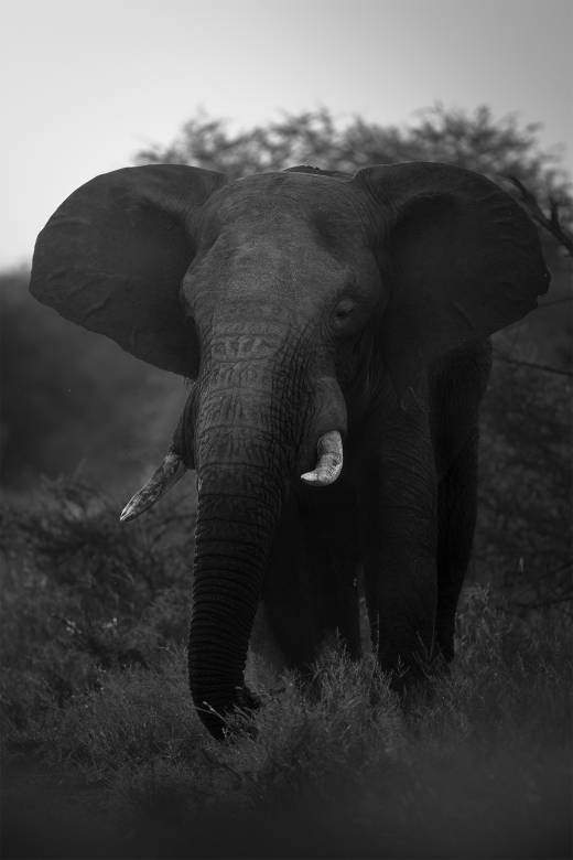 'Tusked Titan I - B&W' by Pascal Maranus