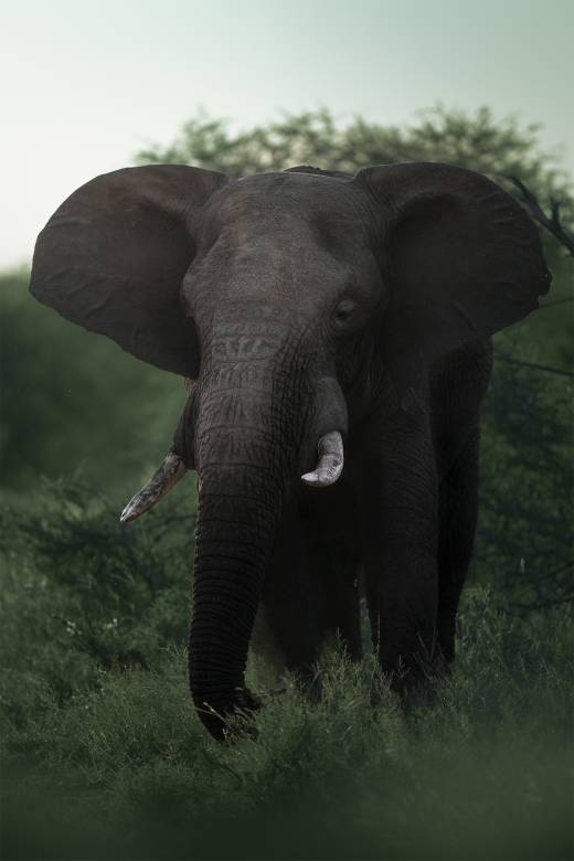 'Tusked Titan I' by Pascal Maranus